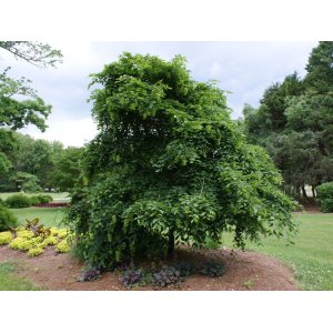 Hrab obyčajný (Carpinus betulus)  ´PENDULA´ - výška 200-250 cm, kont. C130L
